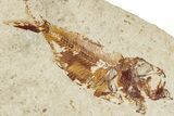 Cretaceous Fossil Fish (Armigatus) - Lebanon #235574-1